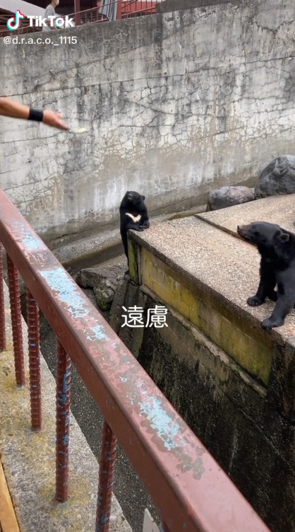 欲しそうな遠慮クマ