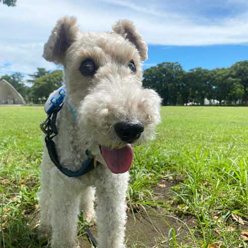 保護犬 出会い 幸せになるまで 殺処分寸前