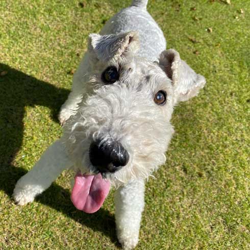 保護犬 出会い 幸せになるまで 殺処分寸前