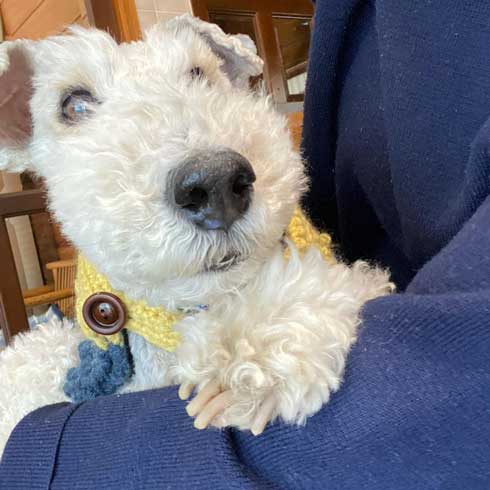 保護犬 出会い 幸せになるまで 殺処分寸前