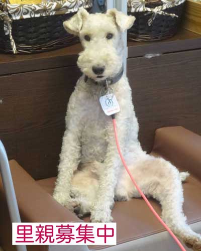 保護犬 出会い 幸せになるまで 殺処分寸前