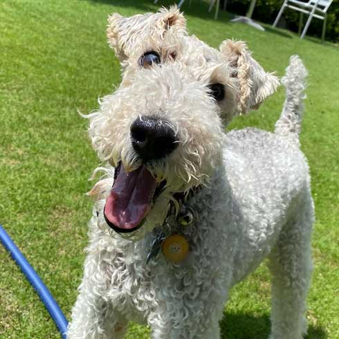 保護犬 出会い 幸せになるまで 殺処分寸前