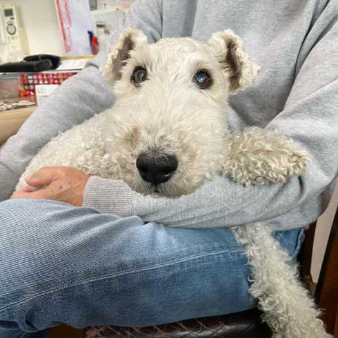 保護犬 出会い 幸せになるまで 殺処分寸前