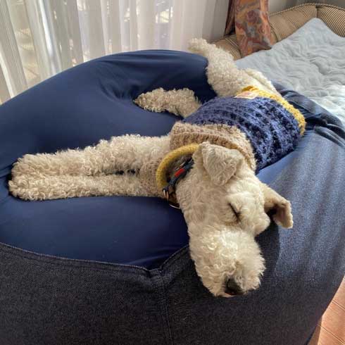 保護犬 出会い 幸せになるまで 殺処分寸前