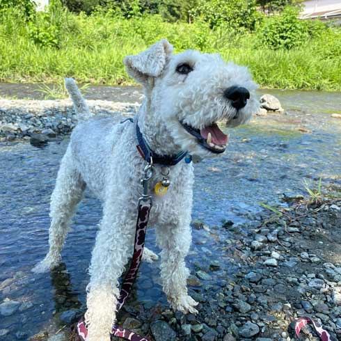 保護犬 出会い 幸せになるまで 殺処分寸前