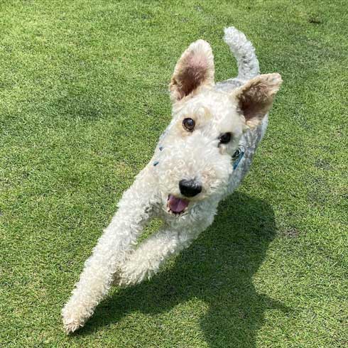 保護犬 出会い 幸せになるまで 殺処分寸前