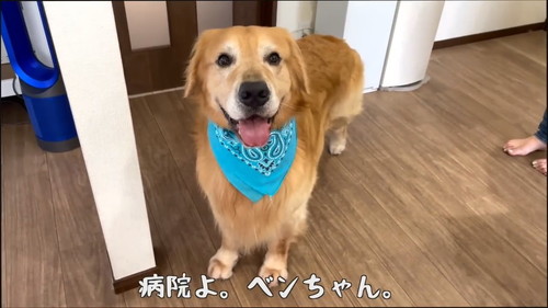 「病院で注射を打たれた大型犬の反応が意外すぎて先生が驚きました。ゴールデンレトリバーベンツ。」