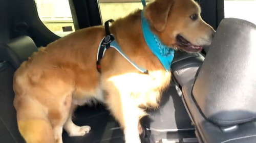 動物病院と聞いても乗り込む犬