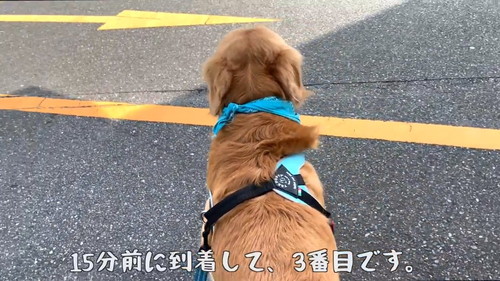 動物病院に到着するワンコ