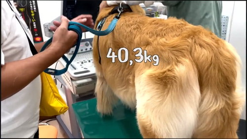 体重に変化なし