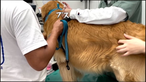 注射をさす獣医師