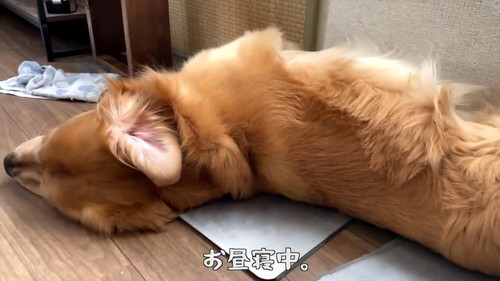 お昼寝するゴールデンレトリバー