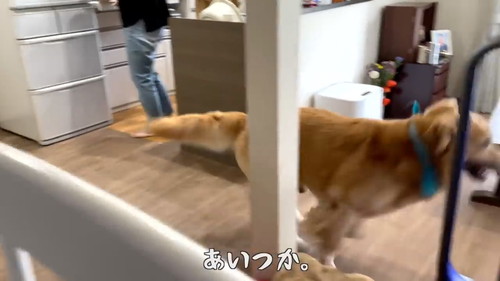 走り回るゴールデンレトリバー