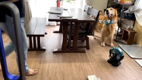 お皿の前で待つゴールデンレトリバー