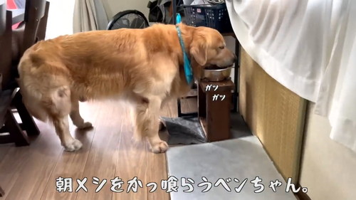 ごはんを食べるゴールデンレトリバー