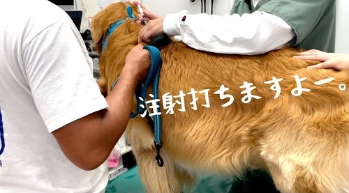 ゴールデン