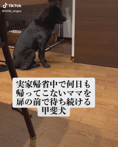 扉の前で待ち続ける信玄くん