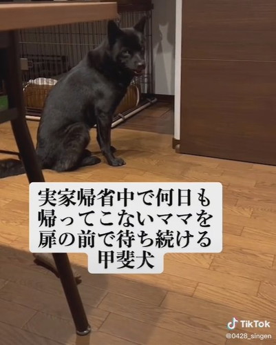 待ち続ける甲斐犬