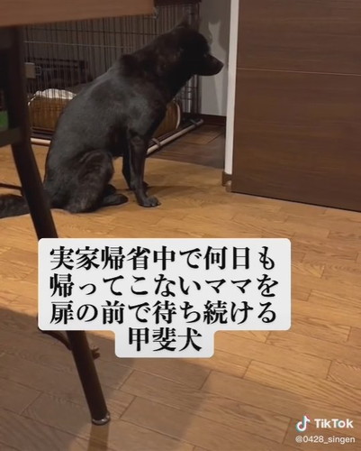 寂しそうな甲斐犬の背中