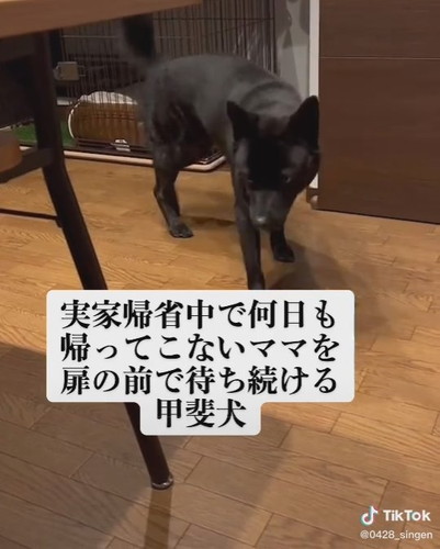 パパのところに来る信玄