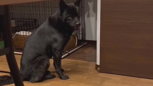 扉の前で待ち続ける信玄くん