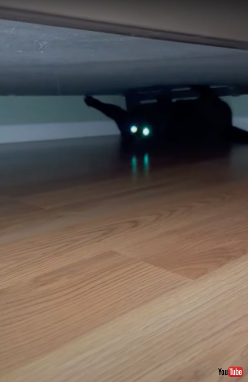 ベッドで爪とぎをする猫