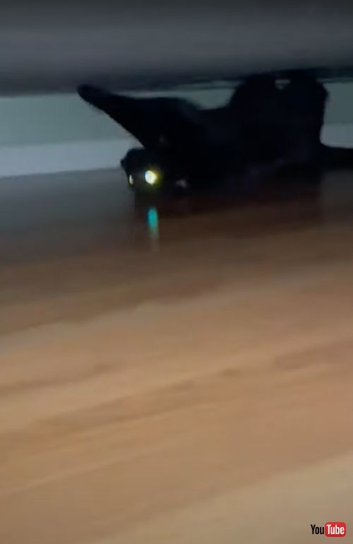 ベッドで爪とぎをする猫