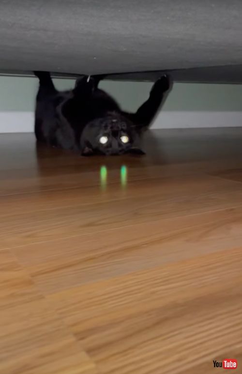 ベッドで爪とぎをする猫