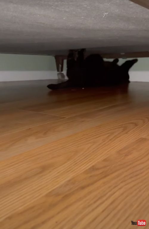 ベッドで爪とぎをする猫