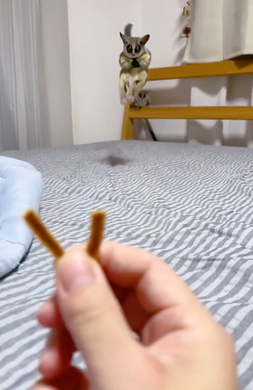 おやつを分けるショウガラゴ