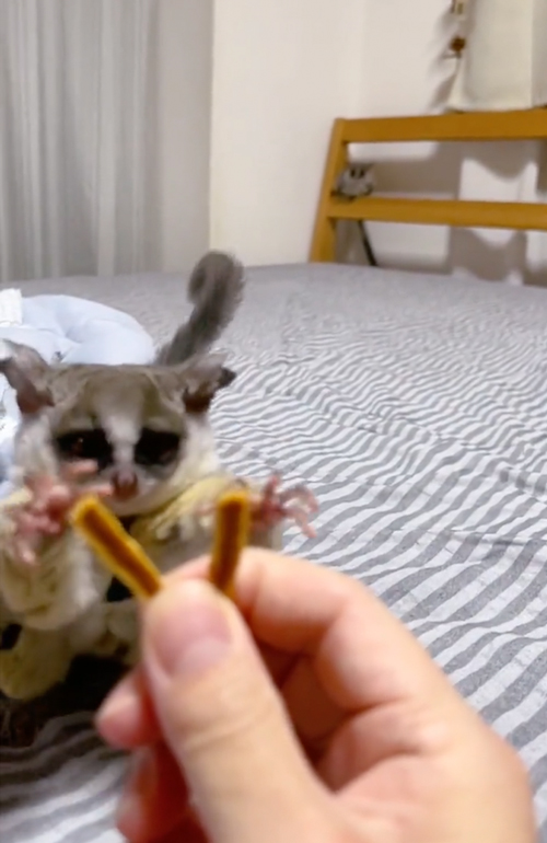 おやつを分けるショウガラゴ