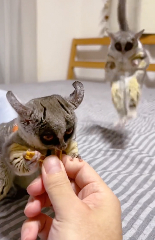 おやつを分けるショウガラゴ