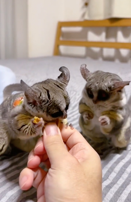 おやつを分けるショウガラゴ