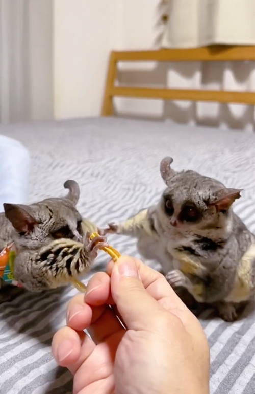 おやつを分けるショウガラゴ