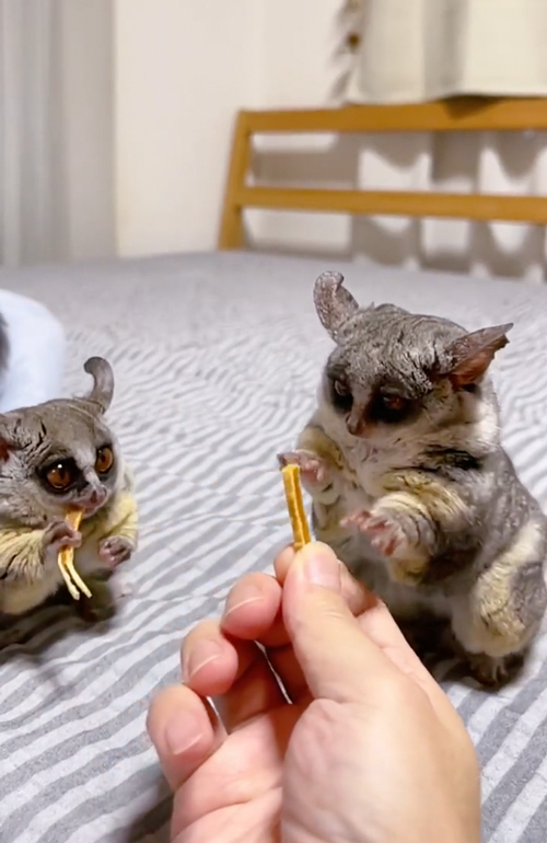 おやつを分けるショウガラゴ