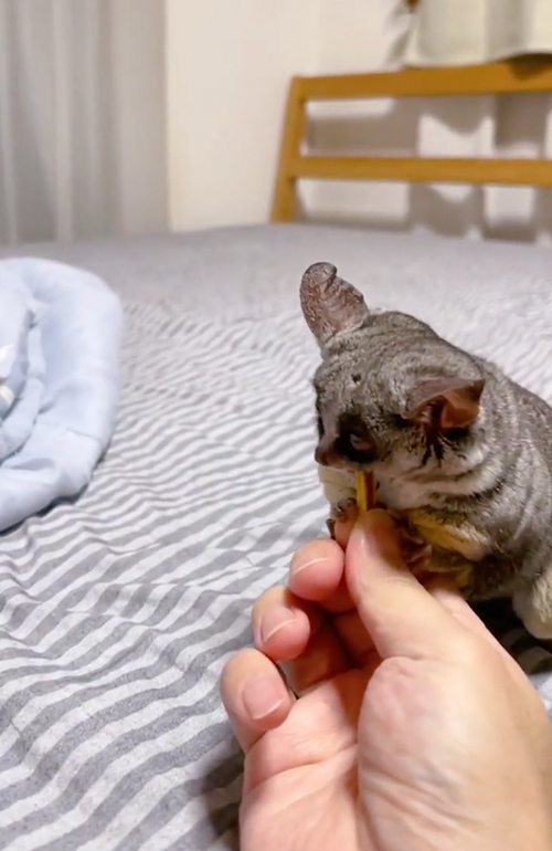 おやつを分けるショウガラゴ