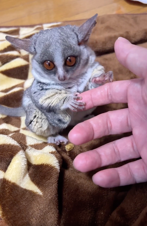 甘えん坊なショウガラゴ