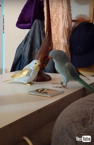 首をかしげるインコ