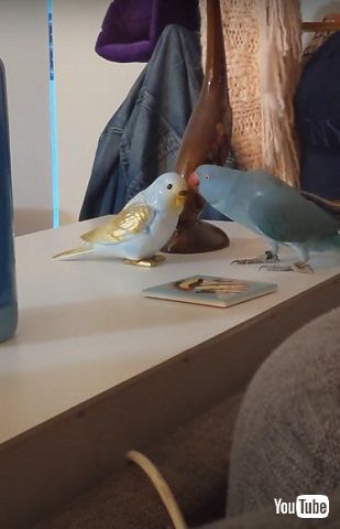 愛をささやくインコ
