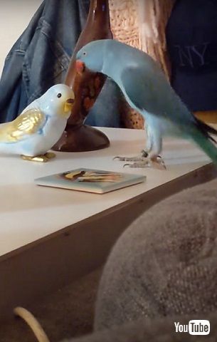 体を伸ばすインコ