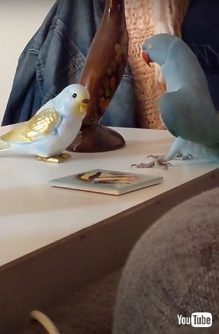距離を取るインコ