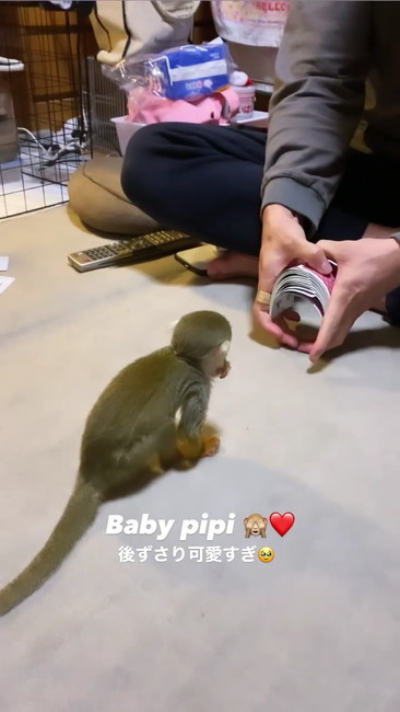 パラパラトランプ