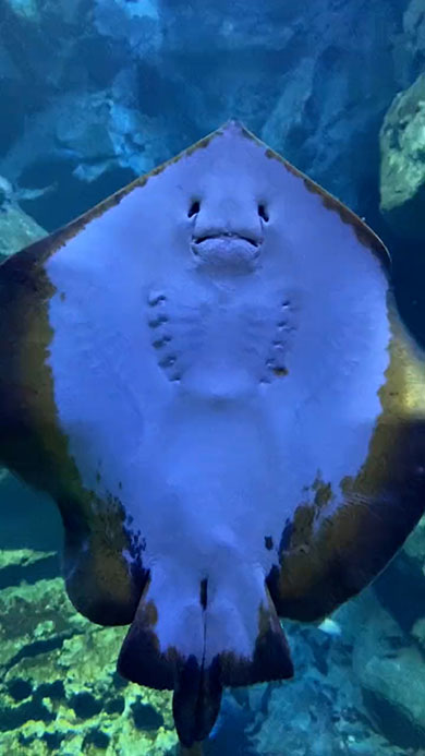 こちらにおなかをみせて泳ぐエイ