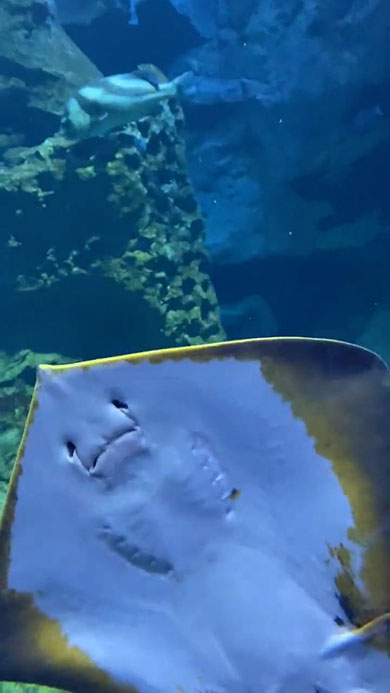 固まって落ちていくエイ