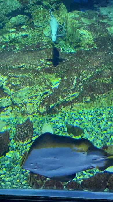 さらに落ちていくエイ