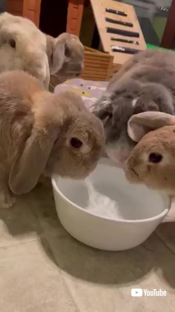 水を飲むウサギたち
