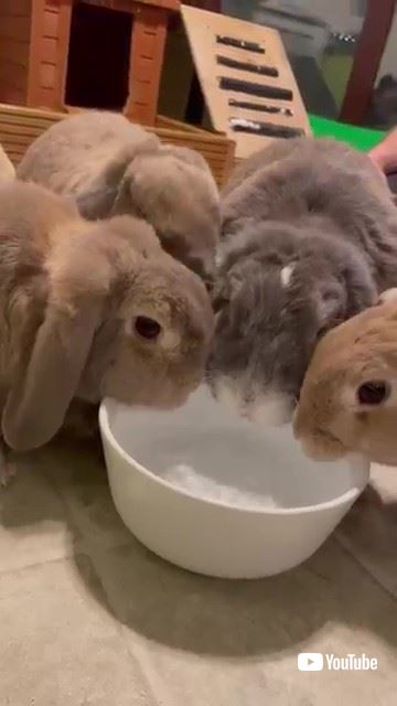 水を飲むウサギたち