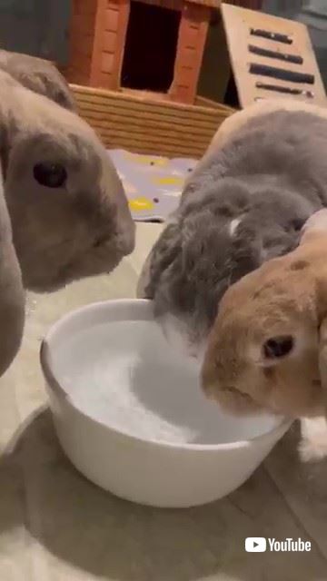 水を飲むウサギたち