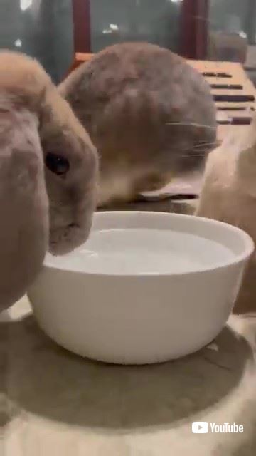 水を飲むウサギたち