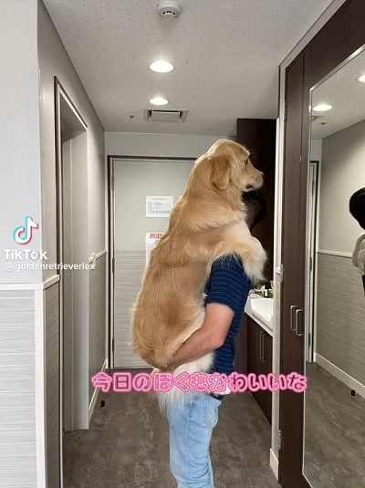抱っこしてもらうゴールデンレトリバー